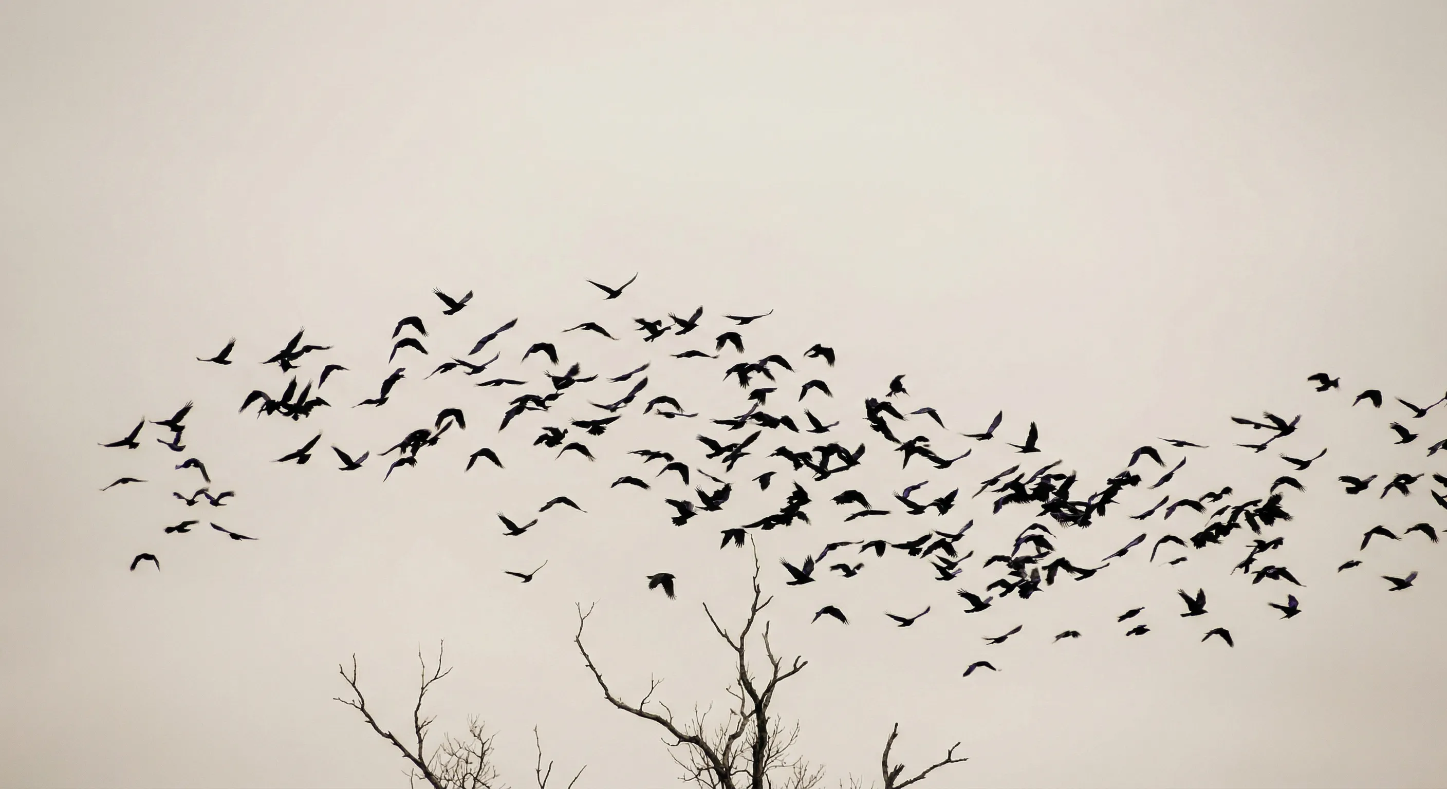 Hundreds of corvid silhouettes in flight creating flowing organic patterns against pale sky